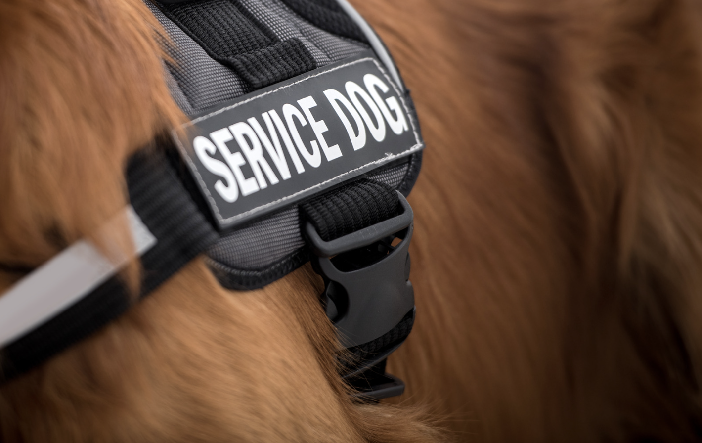 service-animals-for-the-visually-impaired-and-blind